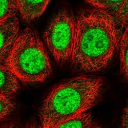 ZIC4 Antibody, Novus Biologicals:Antibodies:Primary Antibodies